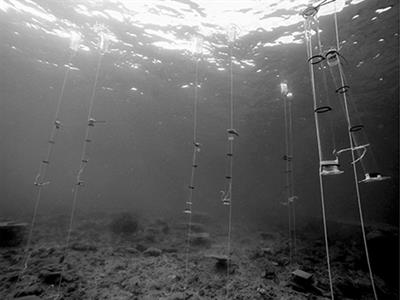 Behavior of Brooded Coral Larvae in Response to Elevated pCO2